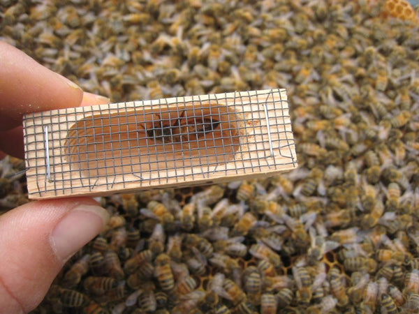 BEES FOR SALE!